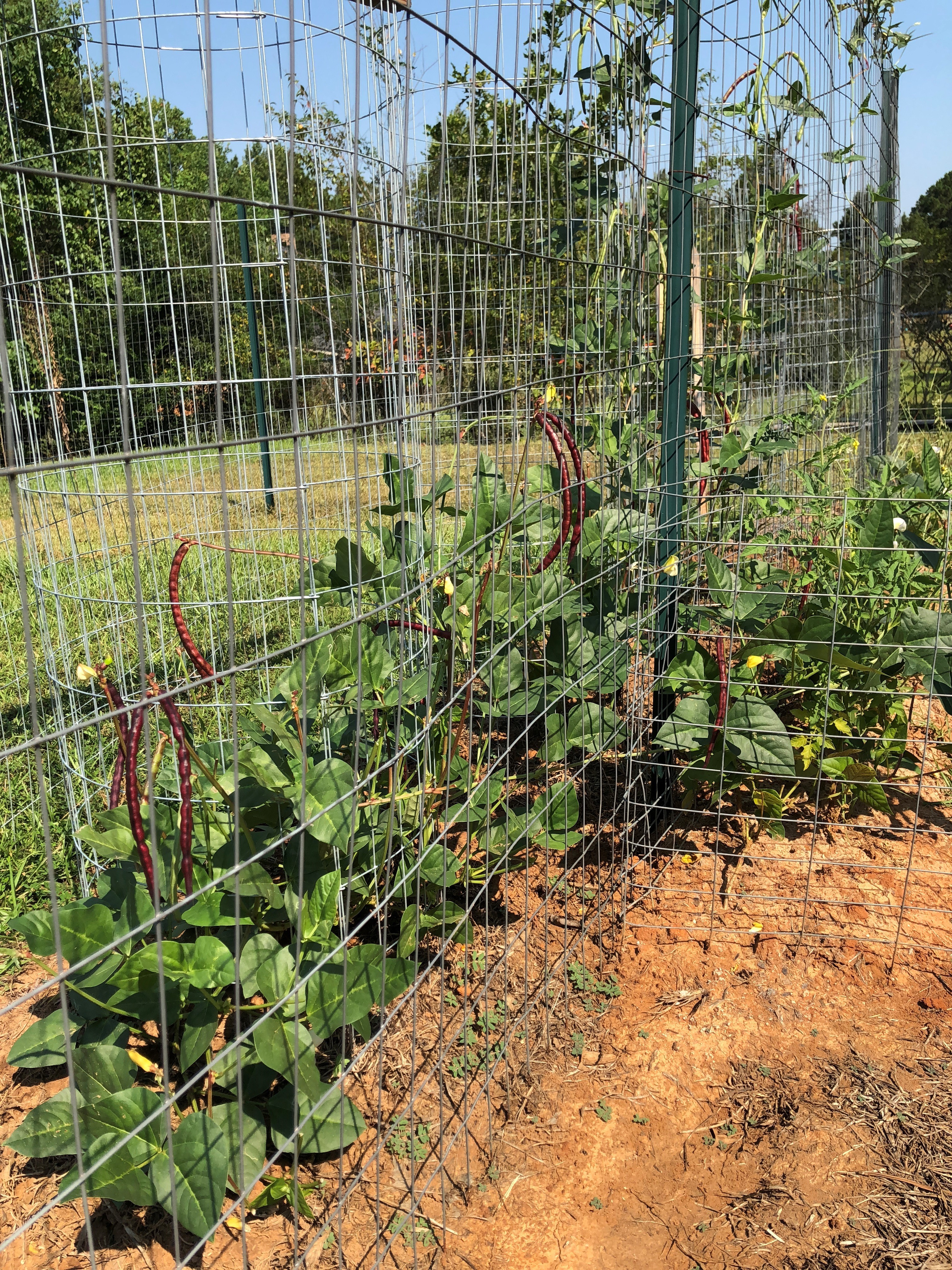Lost LSU Plant Varieties Rediscovered